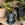 Philodendron Silver Sword