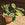 Maranta leuconeura 'Fascinator' / Prayer Plant