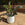 Black ZZ Plant | Zamioculcas zamiifolia 'Raven'