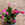 Bright Pink Schlumbergera | Christmas Cactus