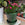 Bright Pink Schlumbergera | Christmas Cactus