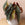 Begonia maculata 'Wightii' / Polka Dot Begonia