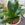 Close up of Snake Plant 'Hahnii' showcasing its lush green sword-like foliage and compact size.