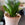 A Snake Plant 'Hahnii' plant that has been potted into a terracotta pot. This shot is further away so you can see it's small size.