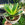 Close up image of the Hahnii Snake Plant variety which has yellow-striped leaves. 