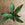 Spathiphyllum Diamond | Variegated Peace Lily