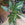 Spathiphyllum Diamond | Variegated Peace Lily