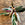 Stromanthe 'Triostar'