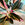 Stromanthe sanguinea 'Triostar'