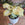 Syngonium podophyllum 'Milk Confetti' | Arrowhead Vine