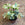 Schefflera Janine | Variegated Umbrella Plant