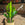 ZZ Plant | Zamioculcas zamiifolia