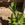 Zamioculcas zamiifolia | ZZ Plant