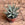 Haworthia fasciata | Zebra cactus