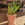 Sansevieria zeylanica / Snake Plant