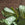 Ctenanthe burle-marxii 'Amagris' Mint | Fishbone prayer plant