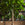 Pachira aquatica / Braided Money Tree