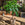 Pachira aquatica / Braided Money Tree