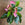 Anthurium Joli Pink | Flamingo Flower