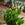 White Schlumbergera | Christmas Cactus