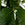 Pachira aquatica / Braided Money Tree