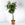 Pachira aquatica / Braided Money Tree