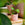 Pilea peperomioides / Chinese Money Plant