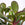 Crassula ovata  | Money Plant
