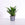 Dragon Tree 'Compacta' | Dracaena fragans