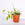 Hoya carnosa 'Krimson Queen' / Wax Plant