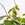 Hoya carnosa 'Krimson Queen' | Wax Plant