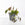 Philodendron hederaceum 'Micans' / Sweetheart Plant