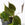 Philodendron hederaceum 'Micans' / Sweetheart Plant
