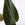 Philodendron hederaceum 'Micans' / Sweetheart Plant