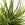 Rhipsalis lumricoides | Mistletoe Cactus