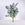 Fresh Eucalyptus Cinerea