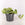Scindapsus pictus 'Argyraeus' / Satin Pothos