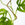 Zig-Zag Plant Trellis